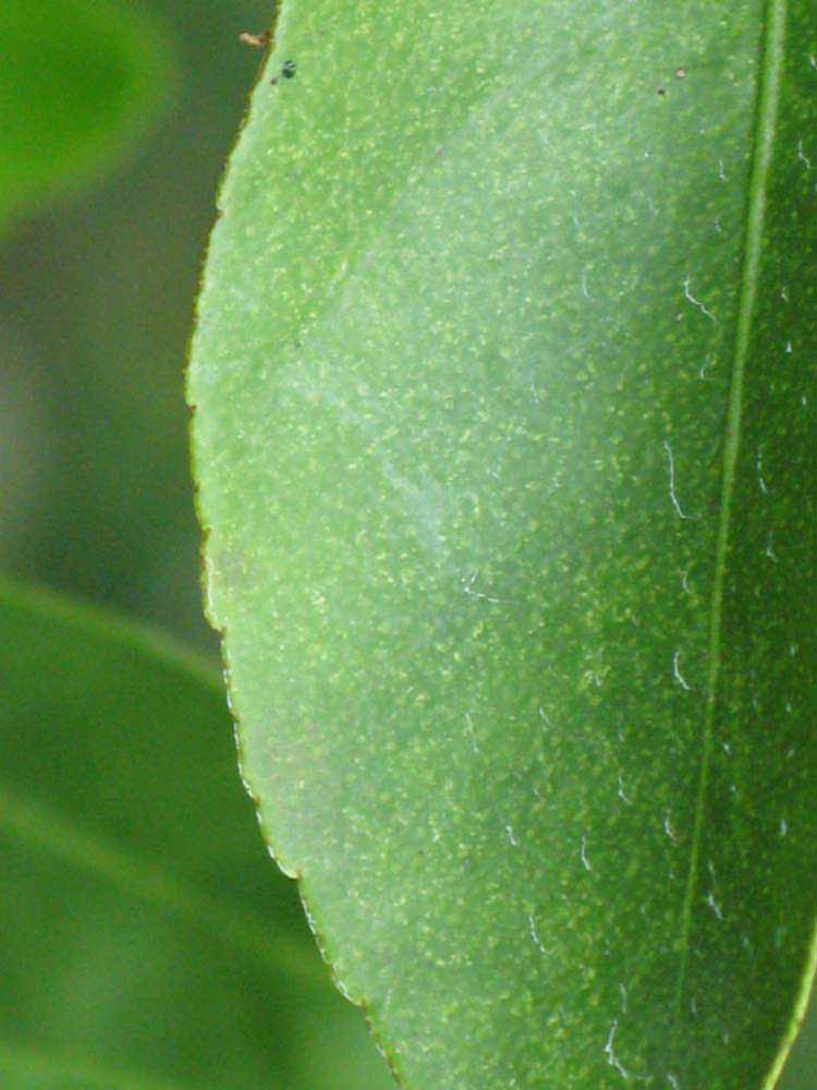            Margin (Key, Winter Haven, FL)   